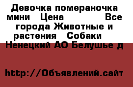 Девочка помераночка мини › Цена ­ 50 000 - Все города Животные и растения » Собаки   . Ненецкий АО,Белушье д.